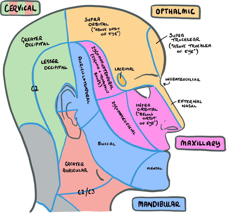 trigeminal nerve pathway