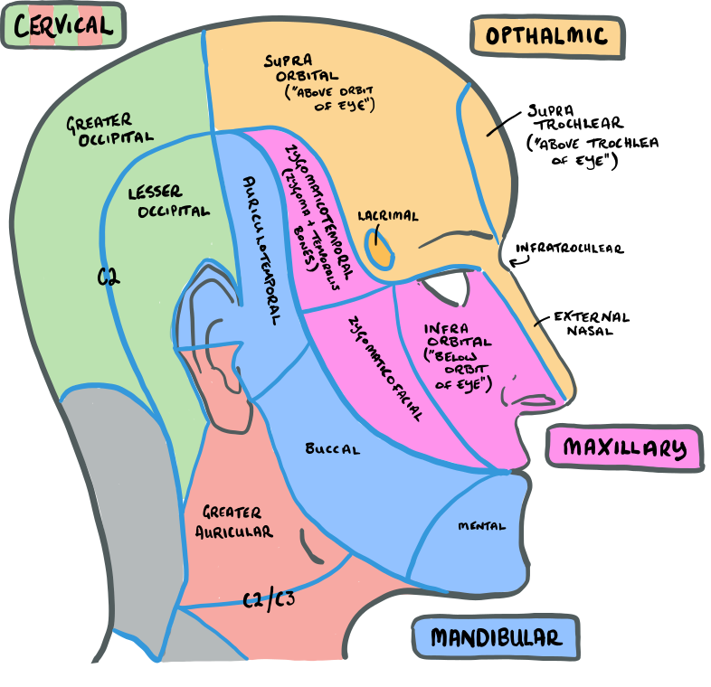 Trigeminal Nerve Branches Chart Trigeminal Nerve Branches Chart